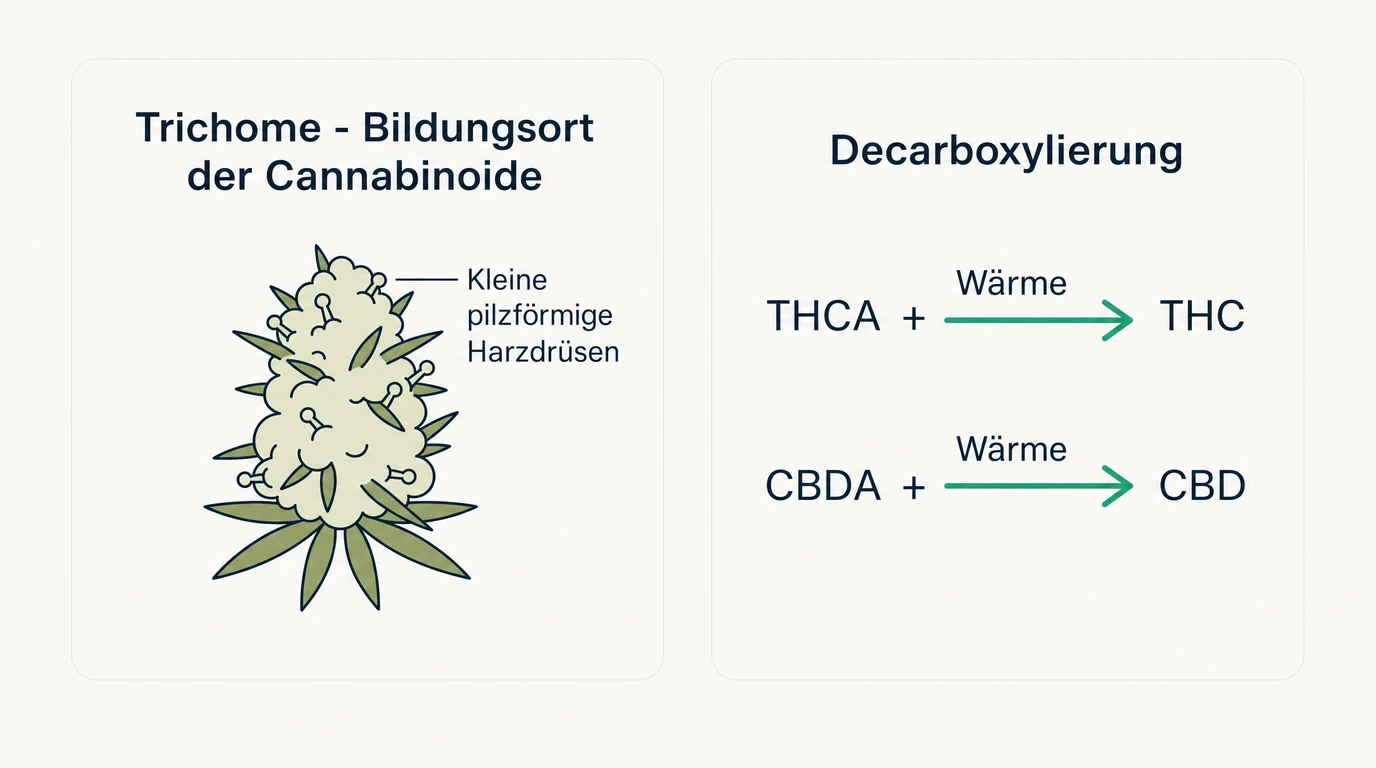 Schema: Trichome auf der Cannabisblüte und Decarboxylierung von THCA und CBDA zu THC und CBD