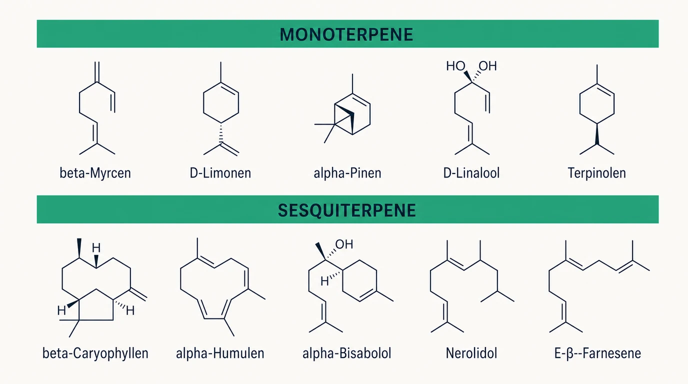Strukturformeln der zehn häufigsten Cannabis-Terpene, sortiert nach Mono- und Sesquiterpenen