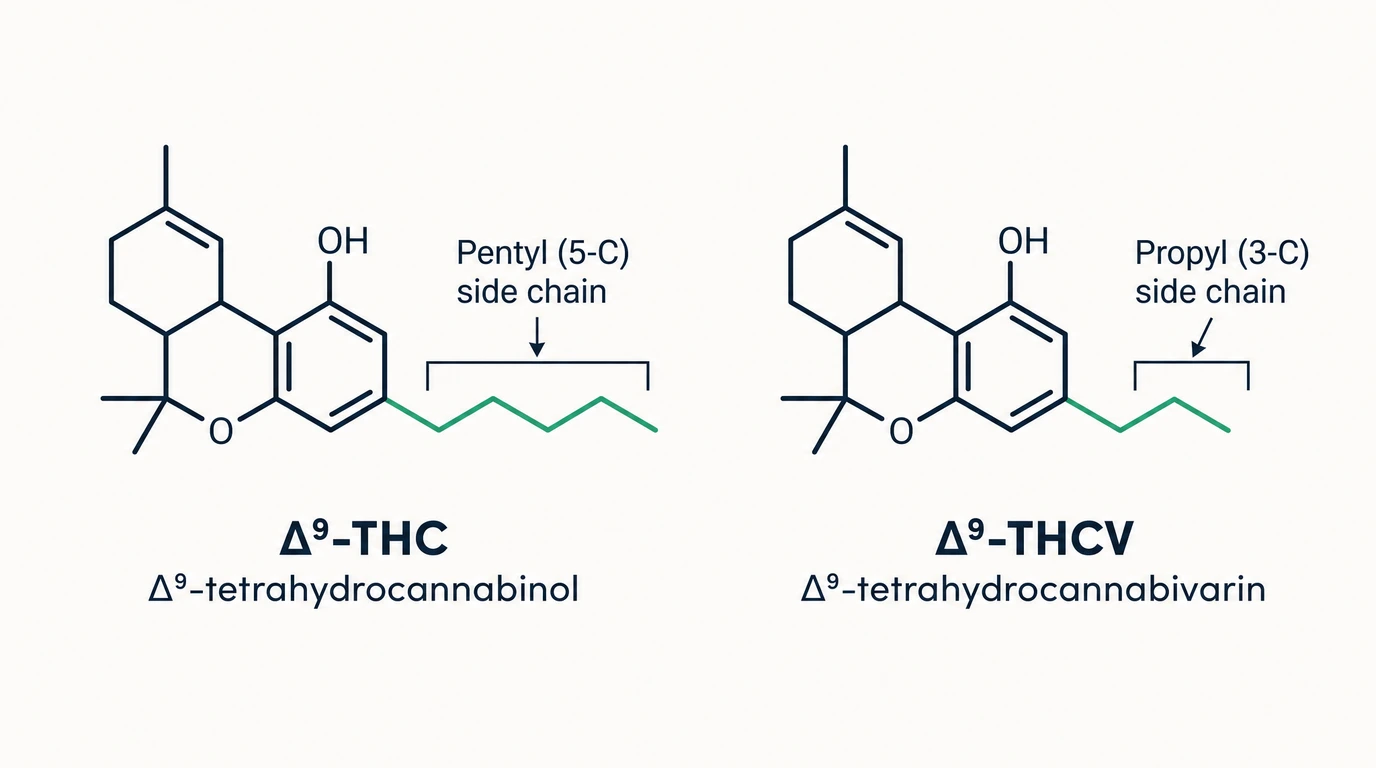Vergleich der Strukturformeln von THC und THCV mit hervorgehobener Pentyl- und Propyl-Seitenkette